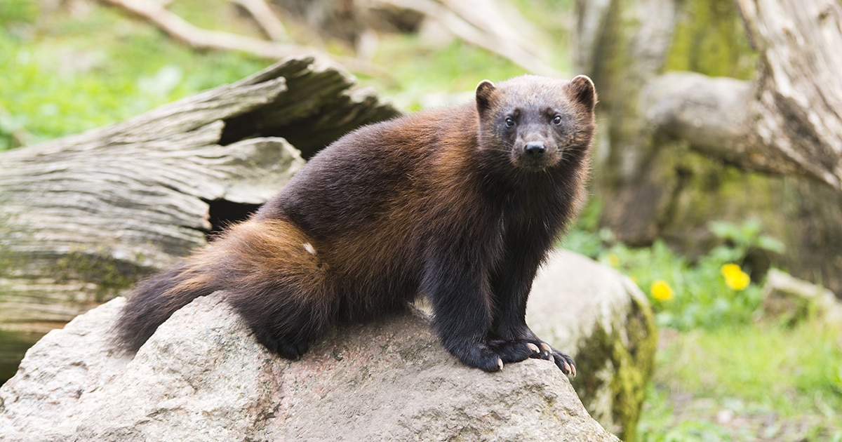 Rare Wolverine Sighted by Family in Yellowstone National Park | My ...