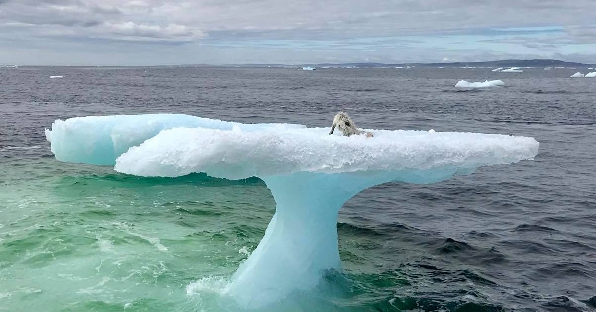 Fishermen Rescue Arctic Fox Stranded On Floating Iceberg And Nurse It ...