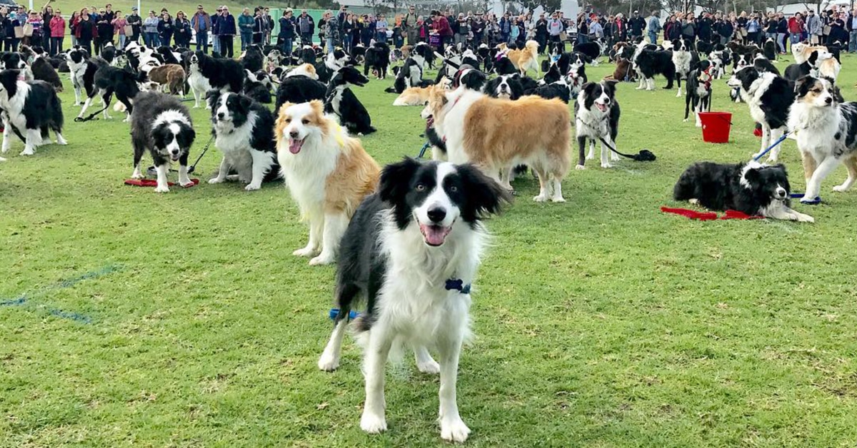 576 Border Collies Gather in One Amazing Shot to Break a World Record