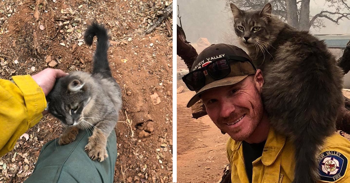 Rescued Cat of California Fire Rides Upon the Shoulders of the(02)