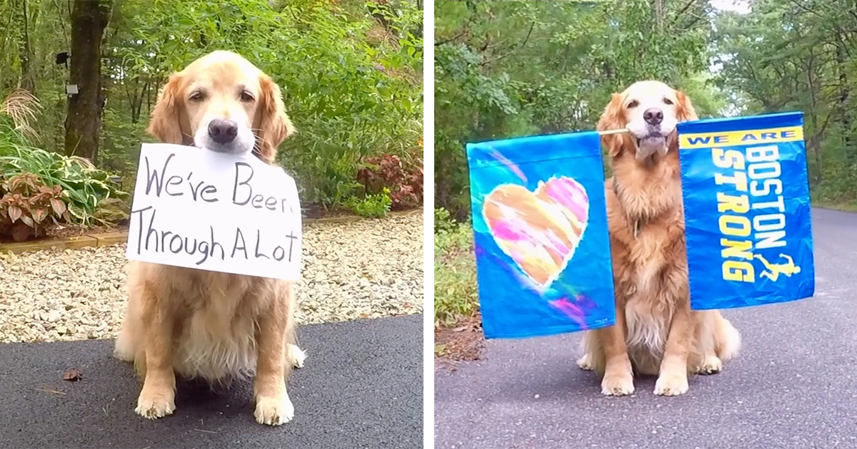 Golden Retriever Returns as Boston Marathon Cheerleader After Surviving(00)