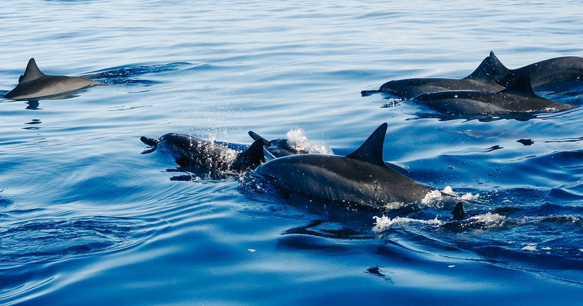 Dolphins Alert Rescue Crew To Save a Lost Swimmer Who Was Stranded at