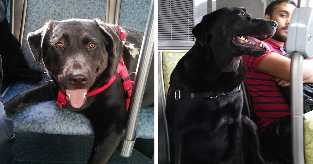 Eclipse the Dog Who Rode the Bus to the Park Every Day by Herself Has