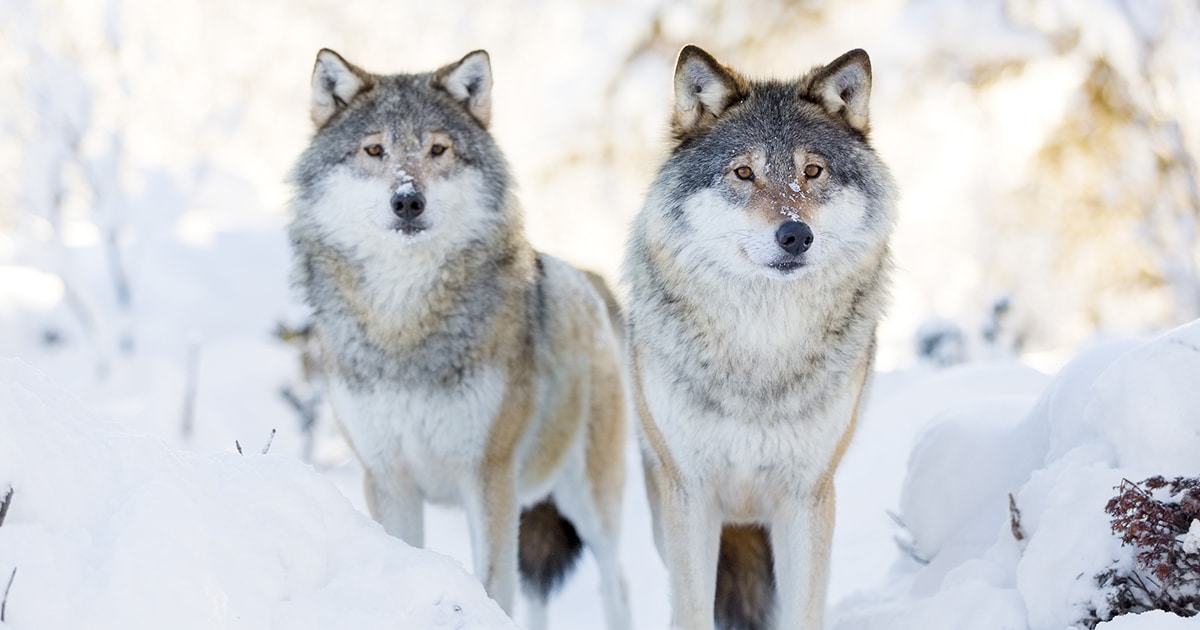 Federal Judge Restores Protection To Gray Wolves In Most Of The United ...