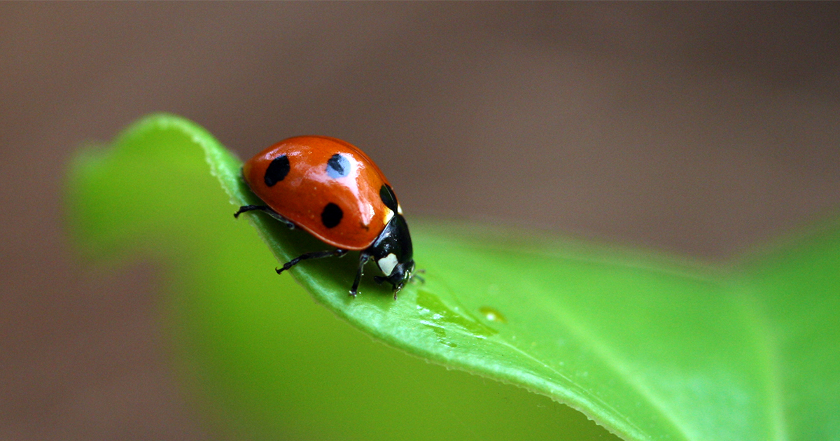 Learn How to Draw a Ladybug Step by Step | My Modern Met