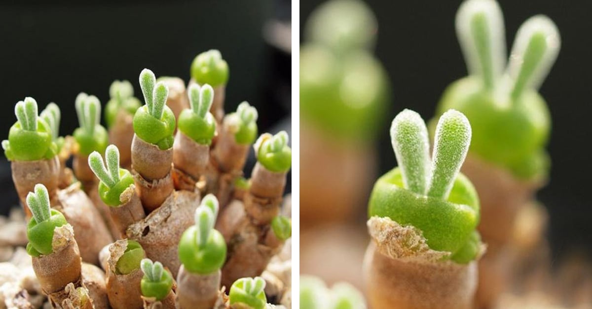 Tiny Succulents Grow as Adorable Rabbit-Shaped Plants in Japan | My ...