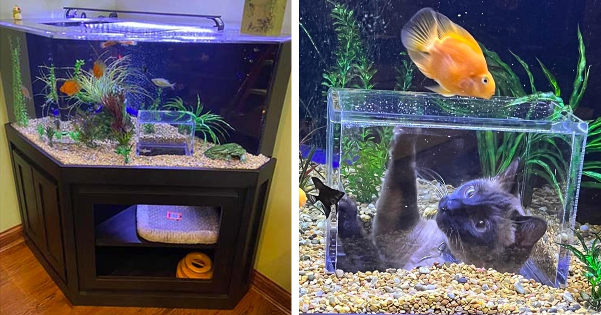 Custom Made Aquarium Gives Cat Front Row Seat To Watching Fish My   Jasper The Cat Custom Fish Aquarium Thumbnail 