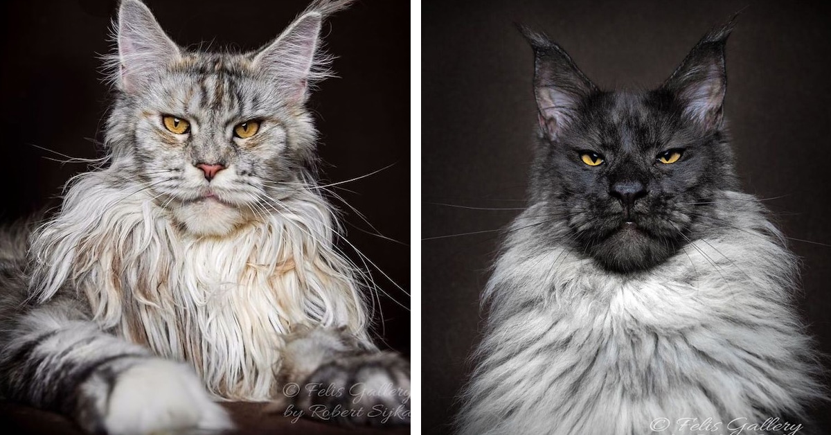 30 Photos of Maine Coon Cats Who Look Like Majestic Gentle Giants My