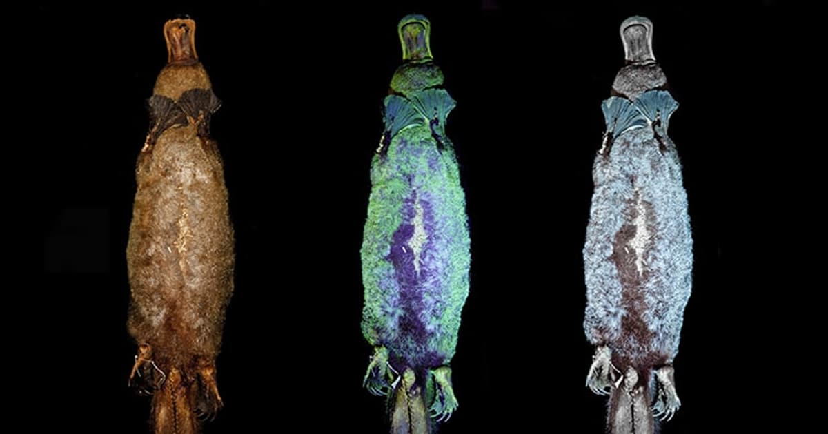Researchers Discover That Platypuses Mysteriously Glow Under Ultraviolet Light My Modern Met