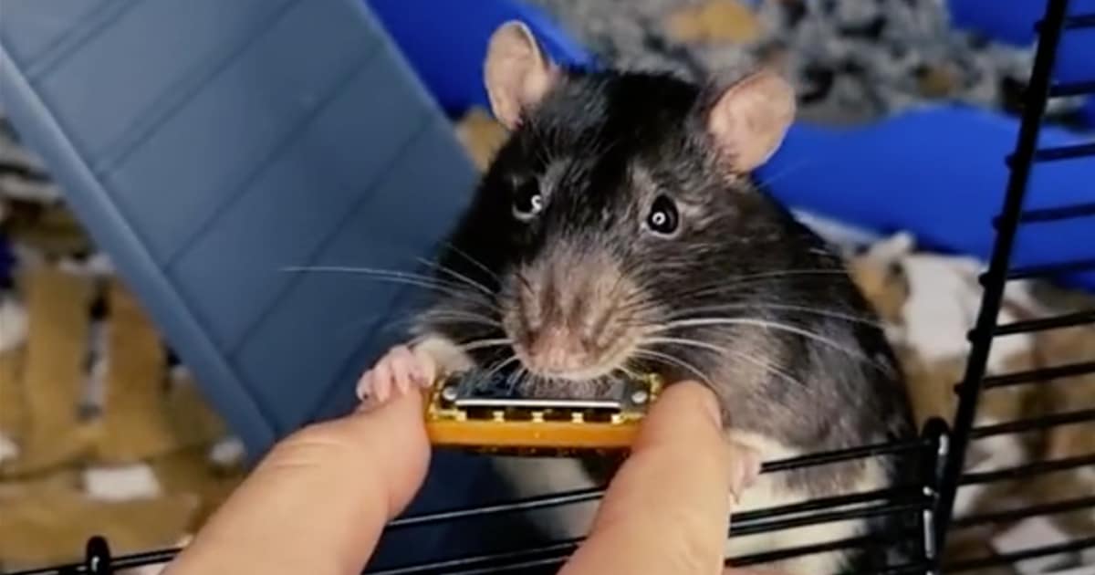 Mr. Bilk the Pet Rat Plays the World’s Tiniest Harmonica in New Spotify