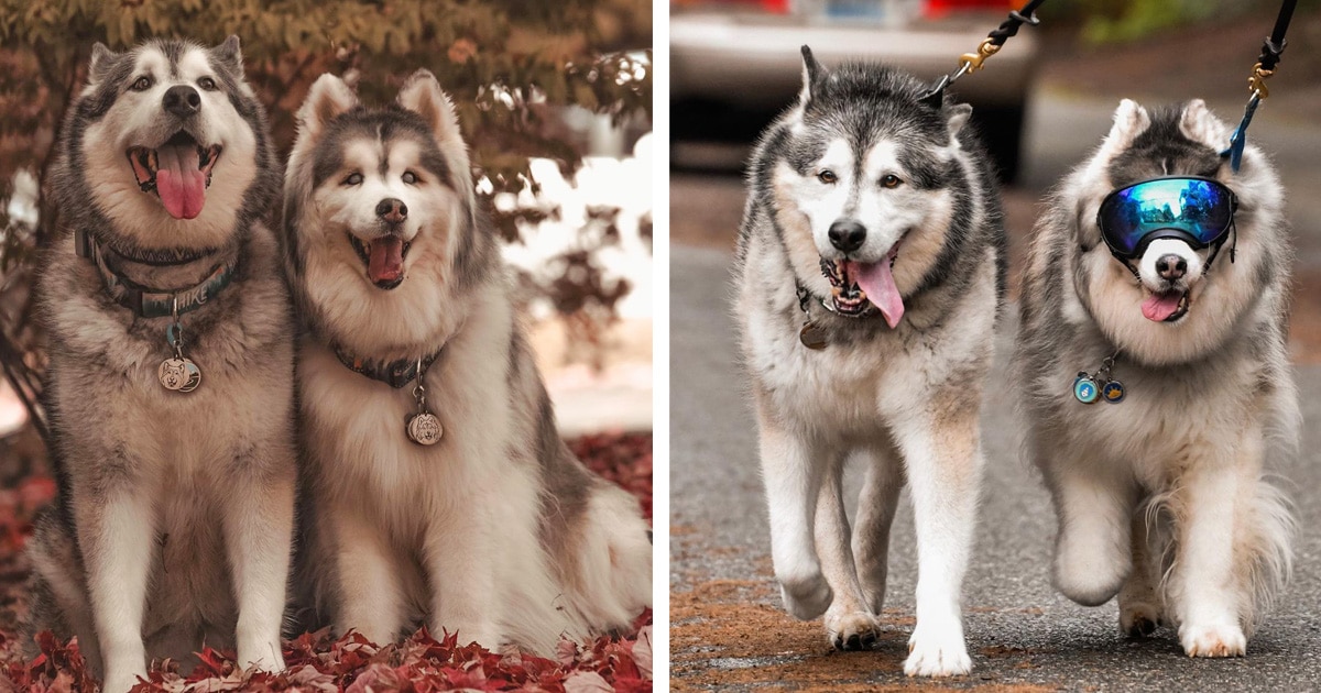 Blind Siberian Husky Has an Unofficial Guide Dog in His Malamute Best