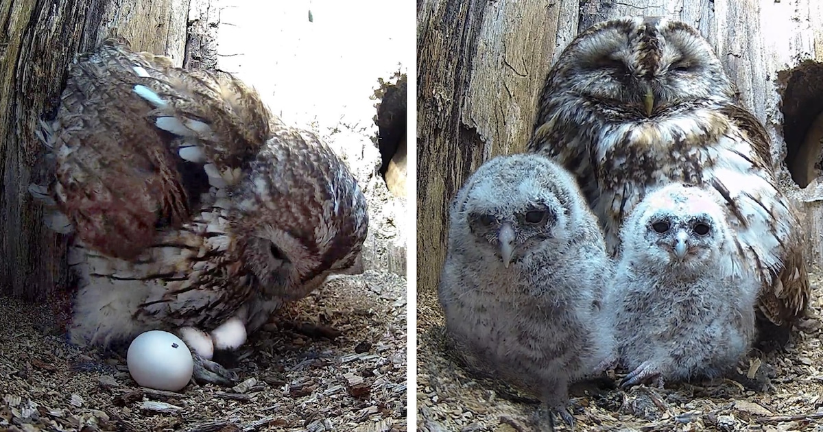 Owl Whose Own Eggs Didn’t Hatch Adopts Two Orphaned Owlets | My Modern Met