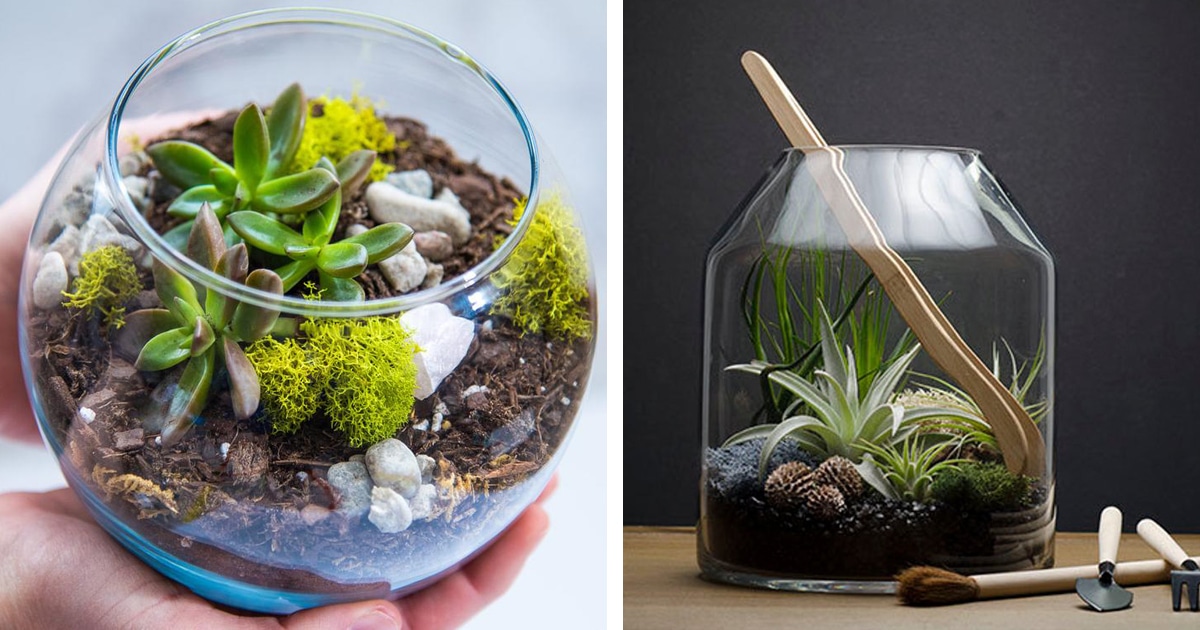15 Terrarium Kits That Have Everything You Need To Bring Some Green