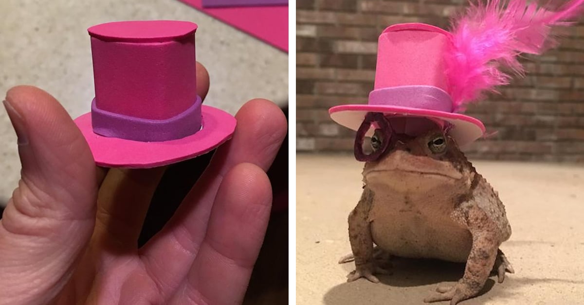 Man Fashions Fabulously Tiny Hats for Toad Who Visits His Porch Every ...