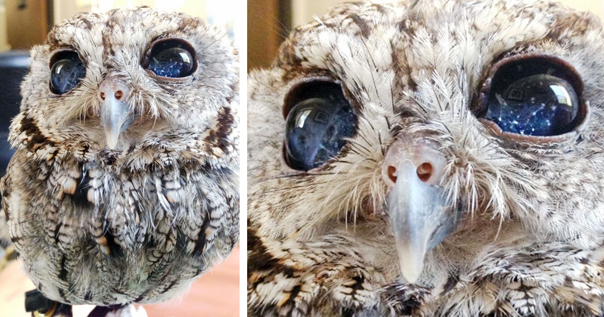 Adorable Blind Rescued Owl Has Eyes That Look Like Twinkling Stars | My ...
